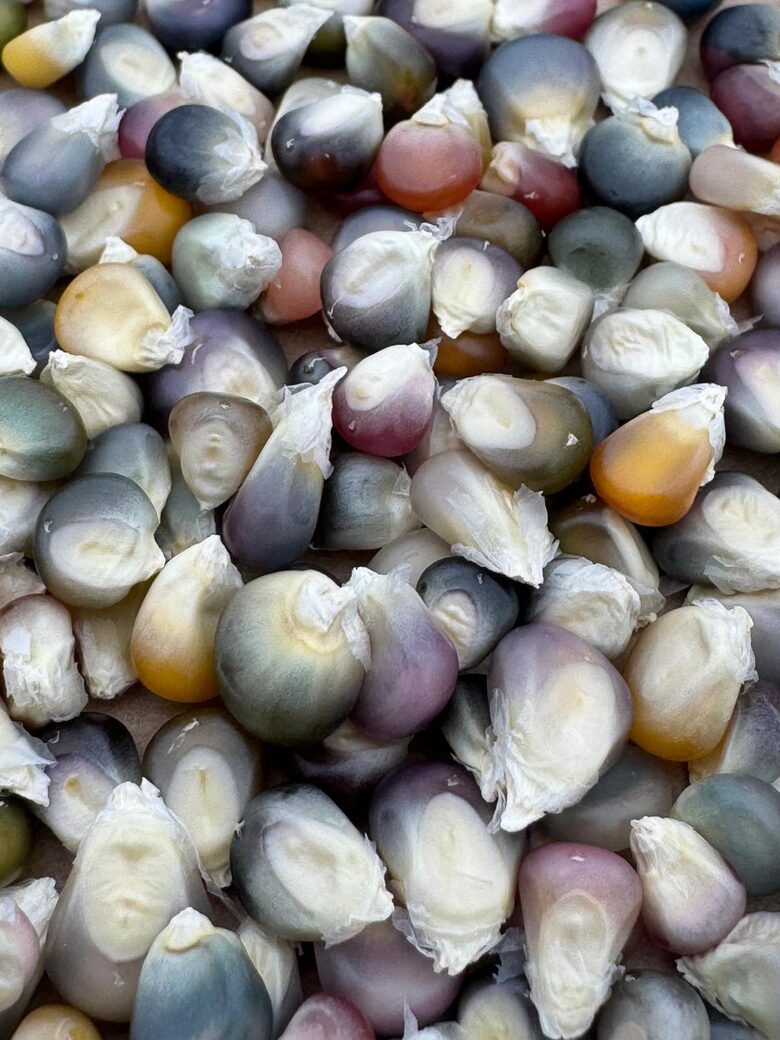 Kukurūza "Glass gem" sēkla cena no